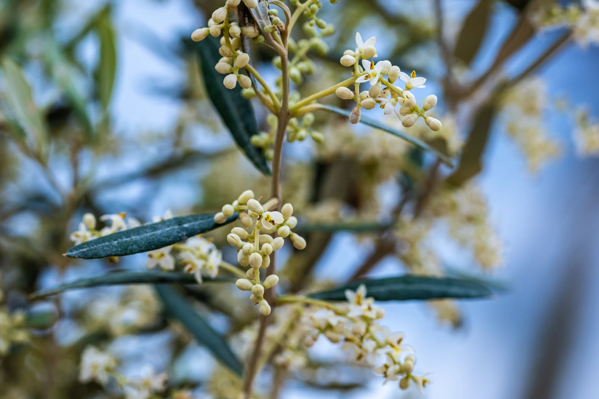 L’or vert tunisien